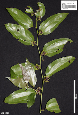 LE 01070170