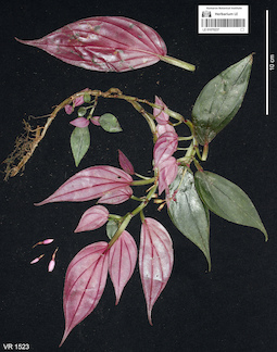 LE 01070237