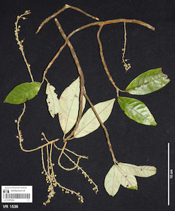 LE 01070224