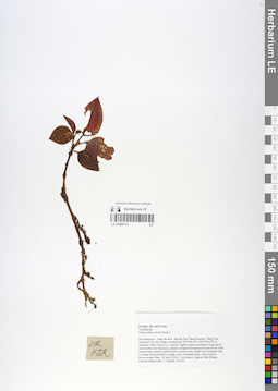 LE 01066713