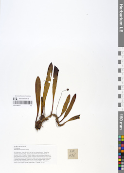 LE 01066727