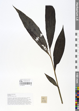 LE 01066740