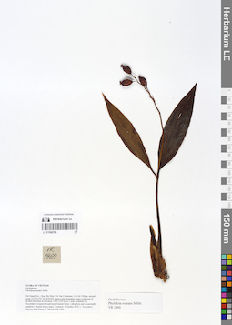 LE 01066796