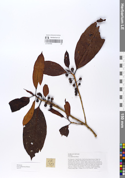 LE 01067060