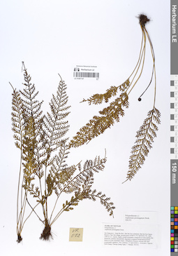 LE 01067147