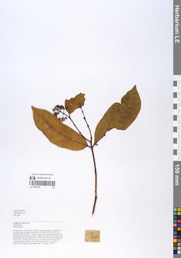 LE 01067265