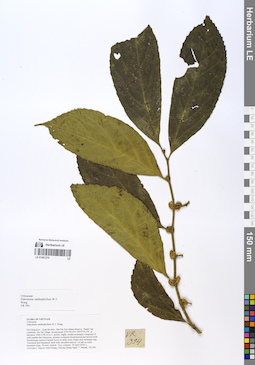 LE 01067270