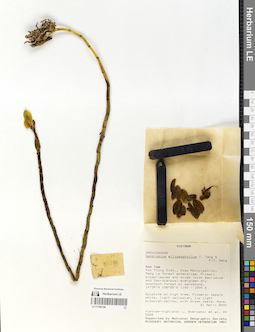 LE 01066196