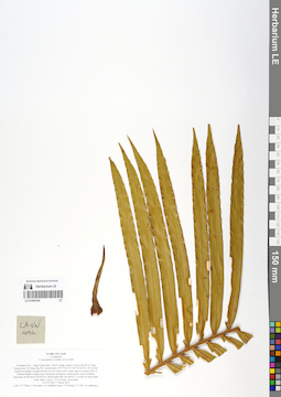 LE 01068196