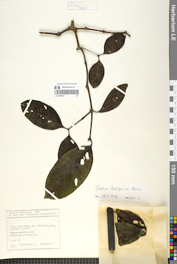 LE 01068325