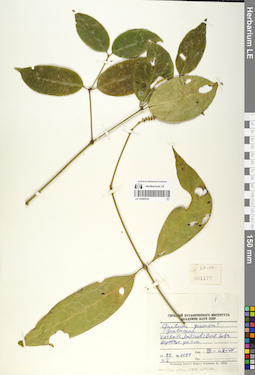LE 01068330