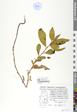 LE 01063183