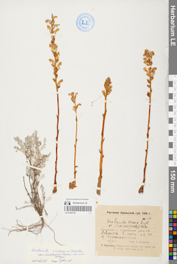 LE 01060156