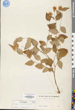 LE 01024449
