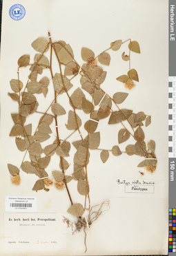 LE 01024451
