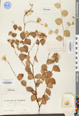 LE 01024453
