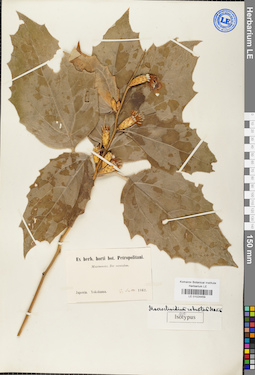 LE 01024459