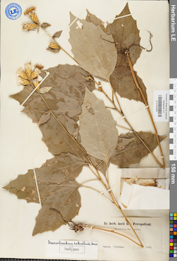 LE 01024462