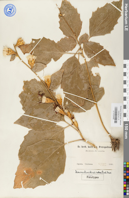 LE 01024465