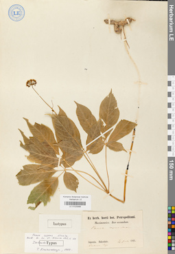 LE 01025896