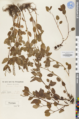 LE 01036946