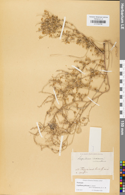 LE 01042795