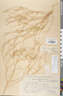 LE 01042796