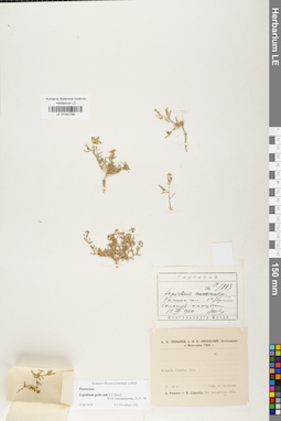 LE 01042799