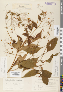 LE 01042807