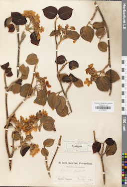 LE 01042817