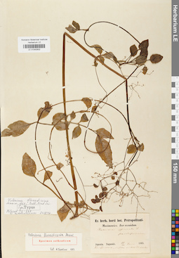 LE 01042832