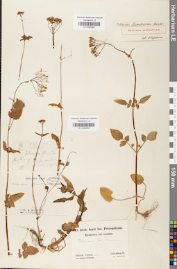 LE 01042842