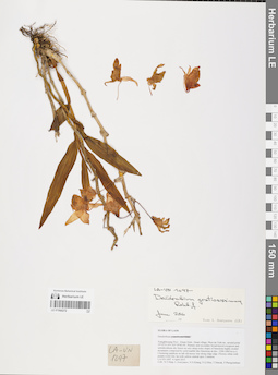 LE 01066272