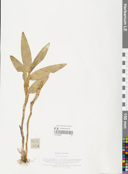 LE 01066291