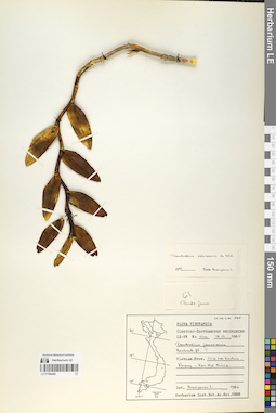 LE 01066484