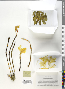 LE 01066518