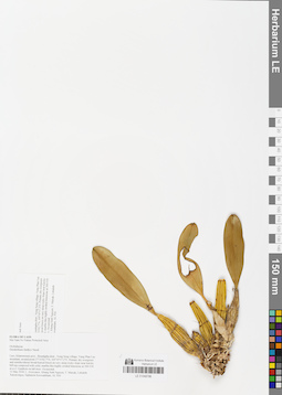 LE 01048798