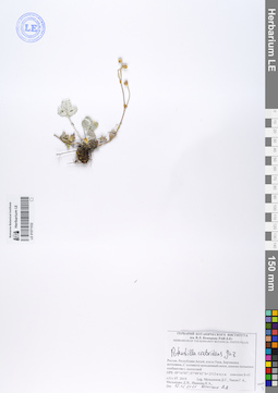 LE 01071532