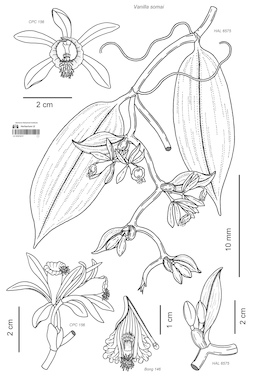 LE 01073217