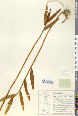 LE 01066554