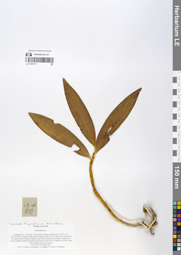 LE 01067717
