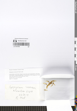 LE 01067946