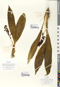 LE 01068117