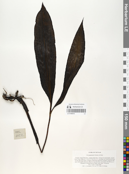 LE 01068518