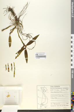 LE 01068532