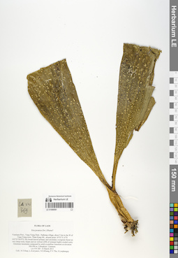 LE 01068581
