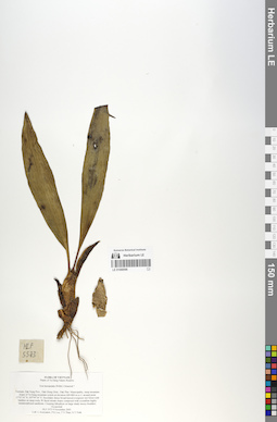 LE 01068596