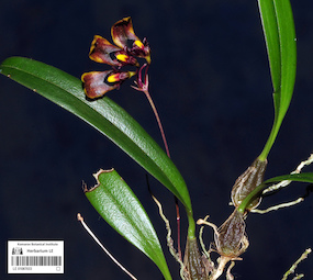LE 01087033