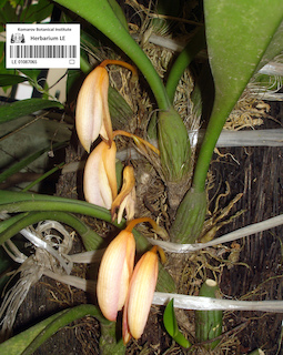 LE 01087065
