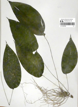LE 01087084